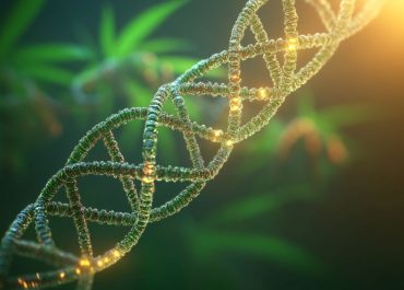 Cannabis leaves DNA with Atomic Marks that Can Be Used to Define Illness